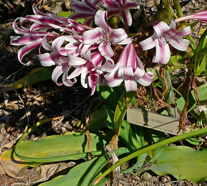 File:Crinum kirkii 1.jpg