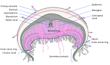 Wiring, Diagram and Flowchart: Well Labelled Diagram Of Jellyfish