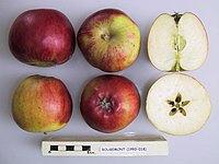 Cross section of Rougemont, National Fruit Collection (acc. 1993-018) .jpg