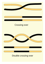 Vorschaubild für Crossing-over