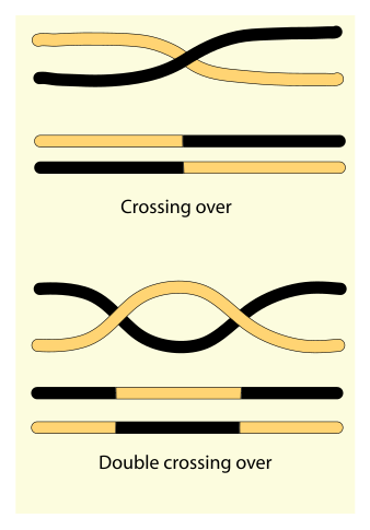 File:Crossover genes.svg