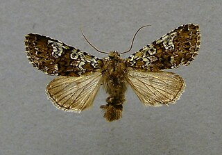 <i>Crypsedra gemmea</i> Species of moth