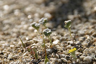 <i>Eremocarya</i> Genus of flowering plants in the borage family Boraginaceae