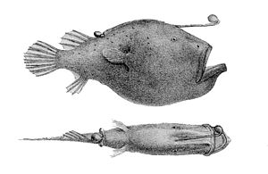 Cryptopsaras couesii, drawing from Report on the deep-sea fishes collected by HMS Challenger during the years 1873-1876.