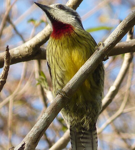 File:Cuban Green Woodpecker. Xiphidiopicus percussus - Flickr - gailhampshire.jpg