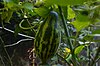 A bulb-shaped cucumber hanging on the vine