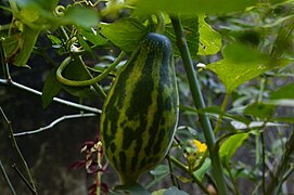 A bulb-shaped cucumber hanging on the vine