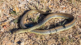 <i>Malpolon monspessulanus</i> Species of snake