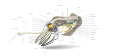 Cuttlefish SVG problem image