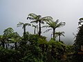 Cyathea arborea à la Soufrière (Guadeloupe)