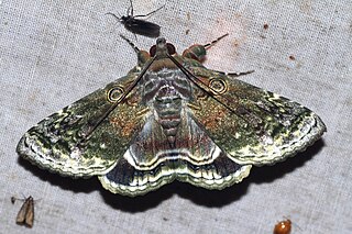 <i>Cyclodes omma</i> Species of moth
