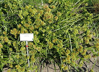 <i>Cyperus glaber</i> Species of sedge