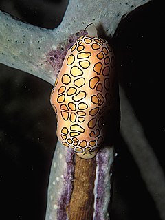 Flamingo tongue snail Species of gastropod