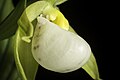 Cypripedium cordigerum Labellum