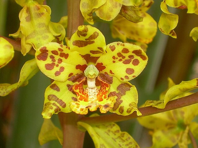 Cyrtopodium virescens – Wikipédia, a enciclopédia livre