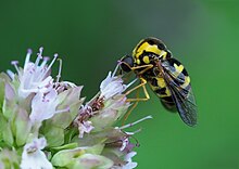 Cyrtus gibbus, Le Collet-de-Dèze, Lozère, France - Flickr - Frank.Vassen.jpg