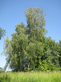 Dūkšteliai, Lithuania - panoramio (15).jpg