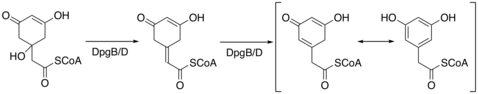 DHPG synthesis involving enzymes DpgB and DpgD. Aromatization of the C8 intermediate through dehydration and then alkene isomerization. DHPG biosynthesis part 2.png