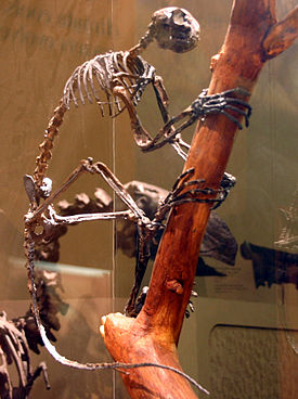 Скелет Smilodectes gracilis