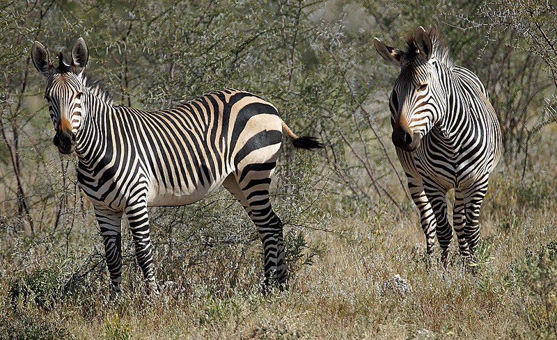 File:DSC07100 - Etosha HMZ (34670201613).jpg