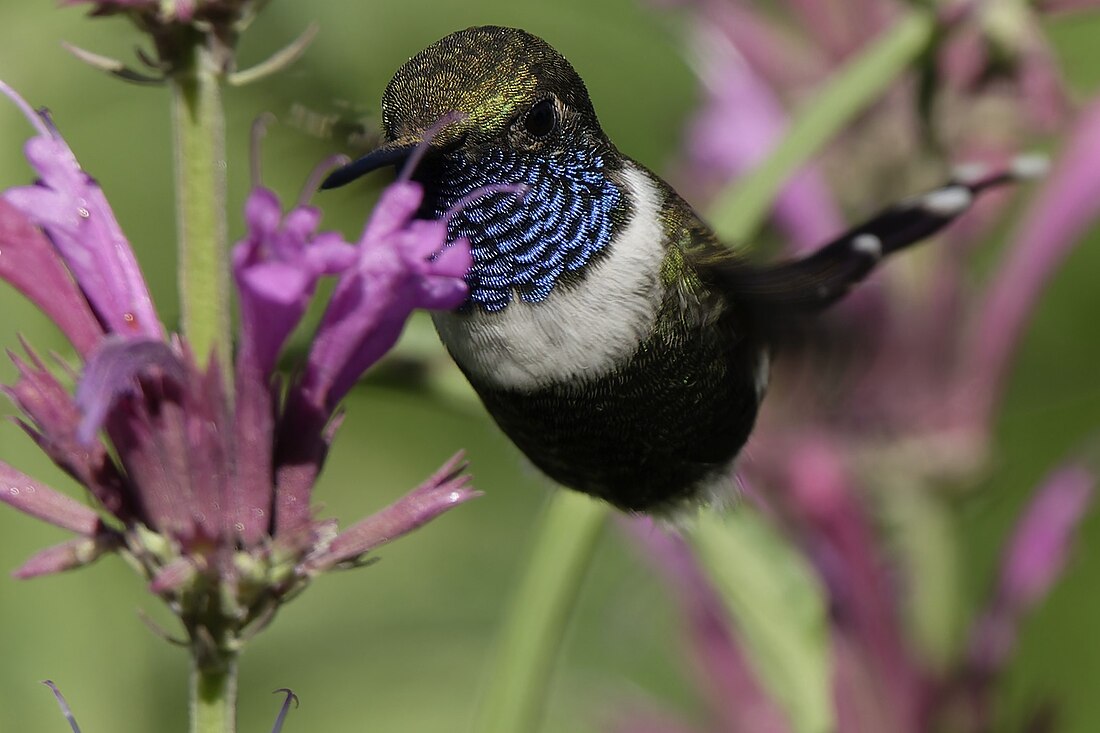 Sparkling-tailed woodstar