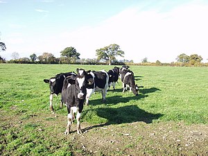 English: Dairy heifers The milking dairy cows ...