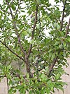 Damson plum tree in Kazanlak, Bulgaria.jpg