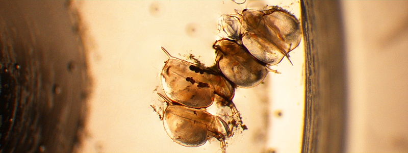 File:Daphnia in oil6.JPG