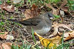 Thumbnail for File:Dark-eyed junco (92239).jpg