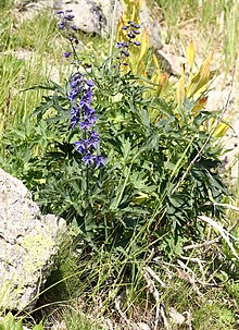 Delphinium dubium.jpg