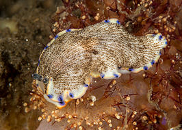 Dermatobranchus caeruleomaculatus