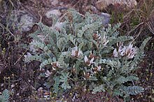 Deseret milkvetch (Astragalus desereticus) (31496943688) .jpg