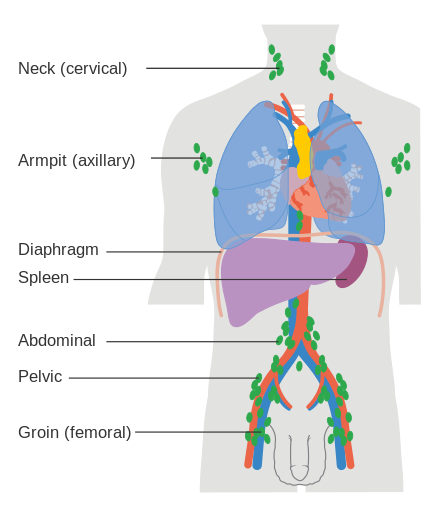The lymph nodes where lymphoma most commonly develops