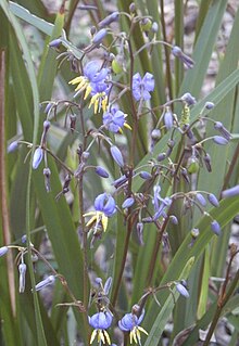 <i>Dianella caerulea</i> Species of flowering plant