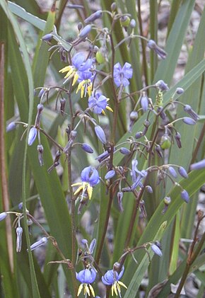 Beschreibung des Bildes Dianella caerulea Flowers.jpg.