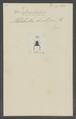 Dichelus - Print - Iconographia Zoologica - Special Collections University of Amsterdam - UBAINV0274 020 02 0002.tif