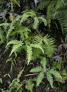 <i>Dicranopteris</i> Genus of ferns