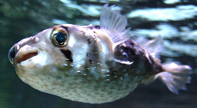 Porcupinefish inflate themselves by swallowing water or air, which restricts potential predators to those with bigger mouths.