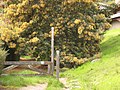 Dipsea Trail, after a short portion along Walsh Drive, the trail continues at this gate. - panoramio.jpg