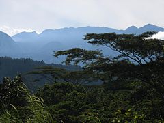 Вологі тропічні ліси Панами