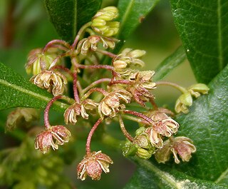 <i>Dodonaea viscosa</i> species of plant