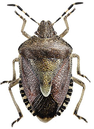 Dolycoris baccarum1.jpg