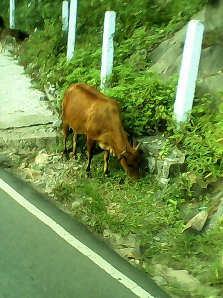 File:Domestic cow-1-yercaud-salem-India.jpg