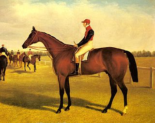 Don John (horse) British-bred Thoroughbred racehorse