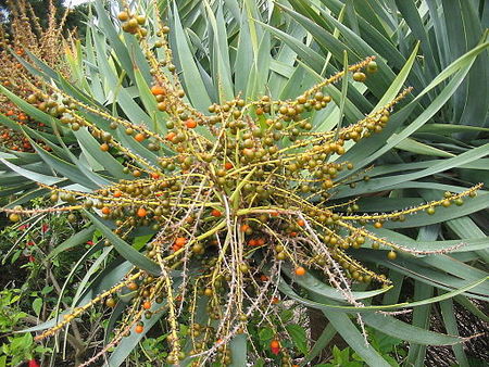 Tập_tin:Dracaena_draco_(Fruits).jpg