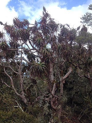 <i>Dracophyllum traversii</i> Species of tree (mountain neinei)