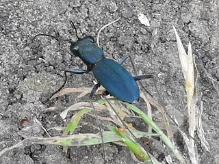 <i>Dromochorus</i> Genus of beetles