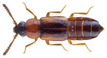 Dropephylla ioptera (Stephens, 1834) Syn. - Phyllodrepa ioptera (Stephens, 1834) (28298348754) .png
