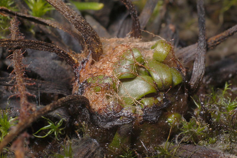 File:Drosera filiformis hibernacula Darwiniana.jpg