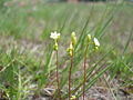 upper part of the same plant